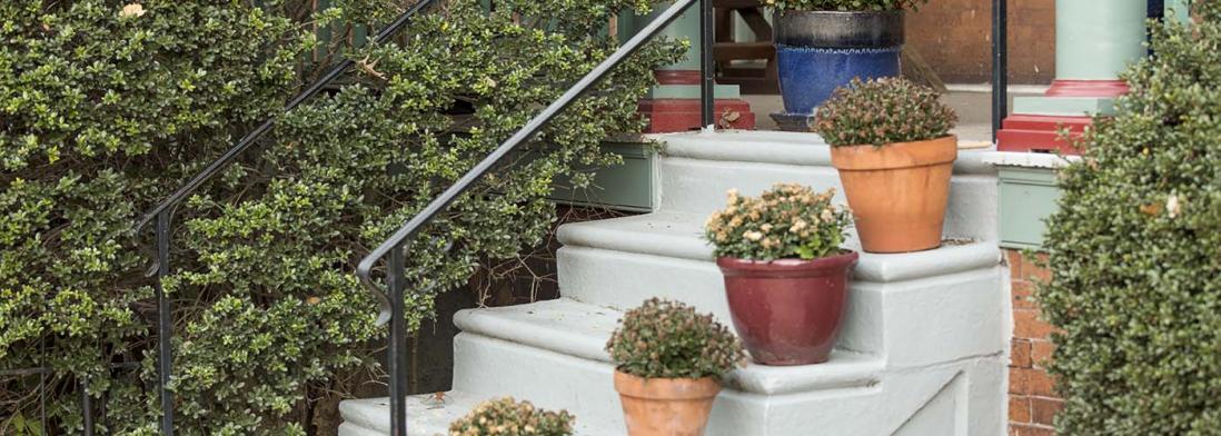 Steps with potted plants